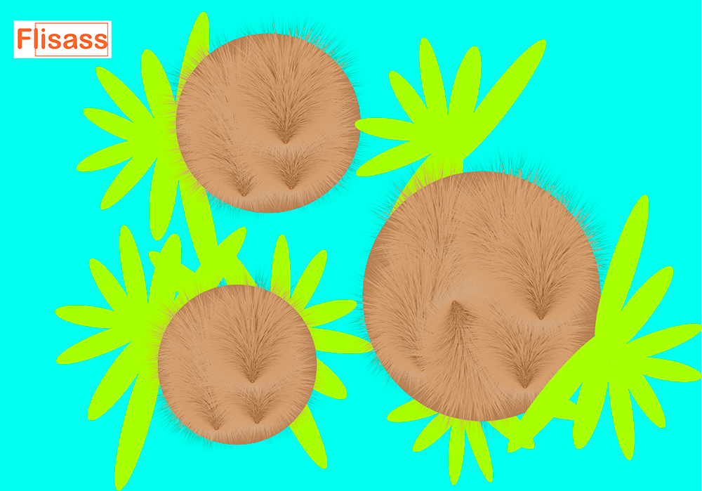 The traveling coconuts